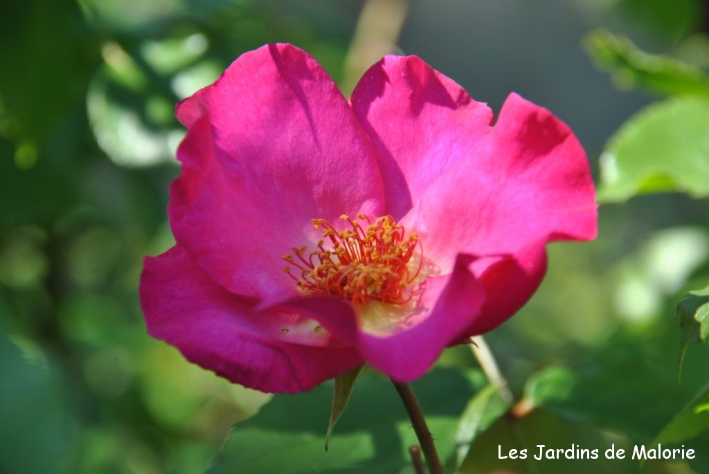 rosa 'Roville'