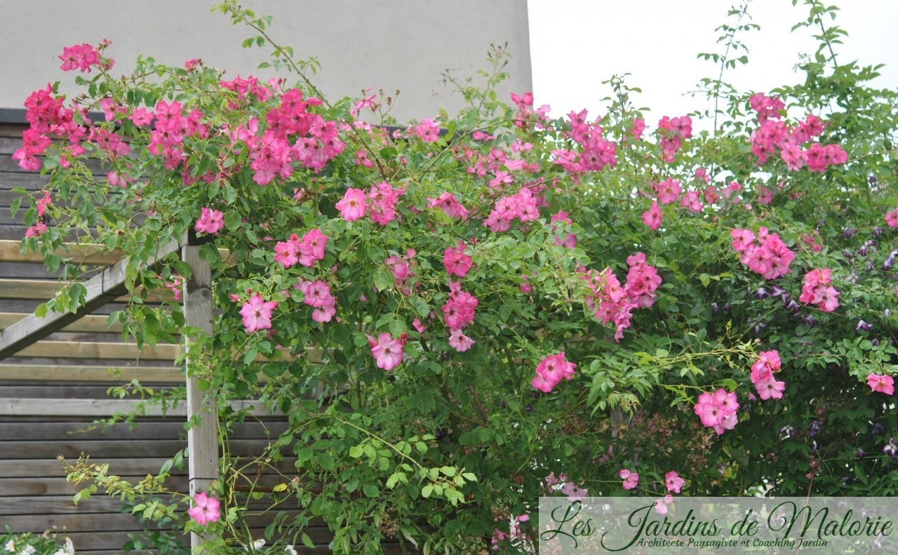 Focus sur le rosier 'Roville', sublime liane remontant! Les Jardins de Malorie Focus sur le rosier 'Roville', sublime liane remontant! Les Jardins de Malorie