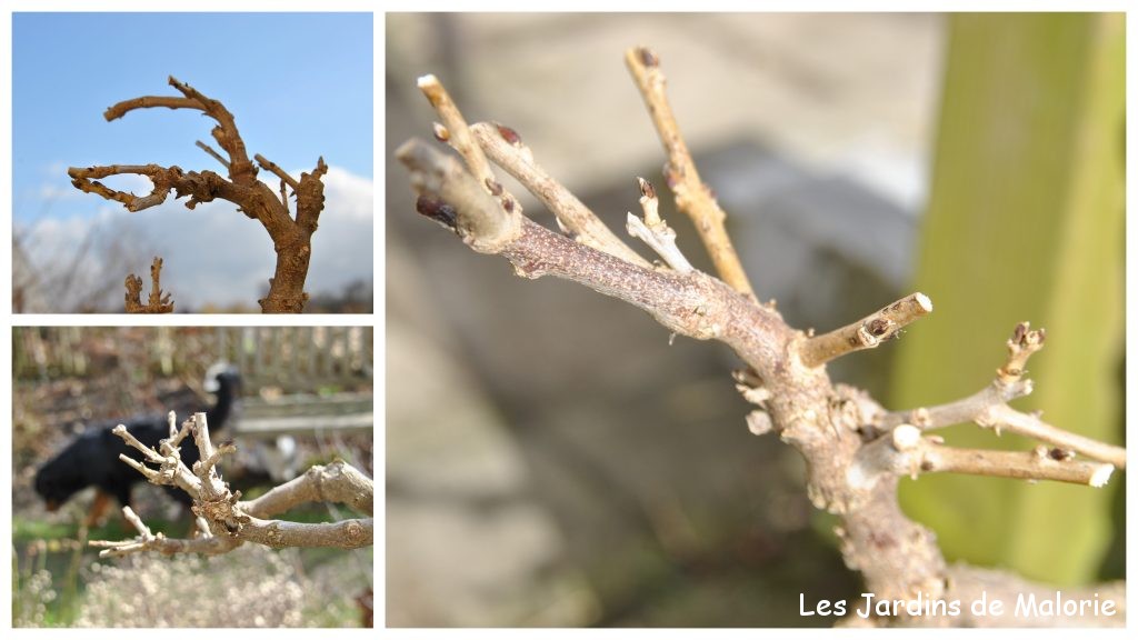 Comment Tailler Une Glycine Pour Qu Elle Fleurisse