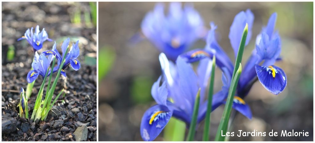 Les fleurs bleu/violet du début du printemps - Les Jardins de Malorie