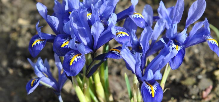 Iris reticulata ‘Harmony’