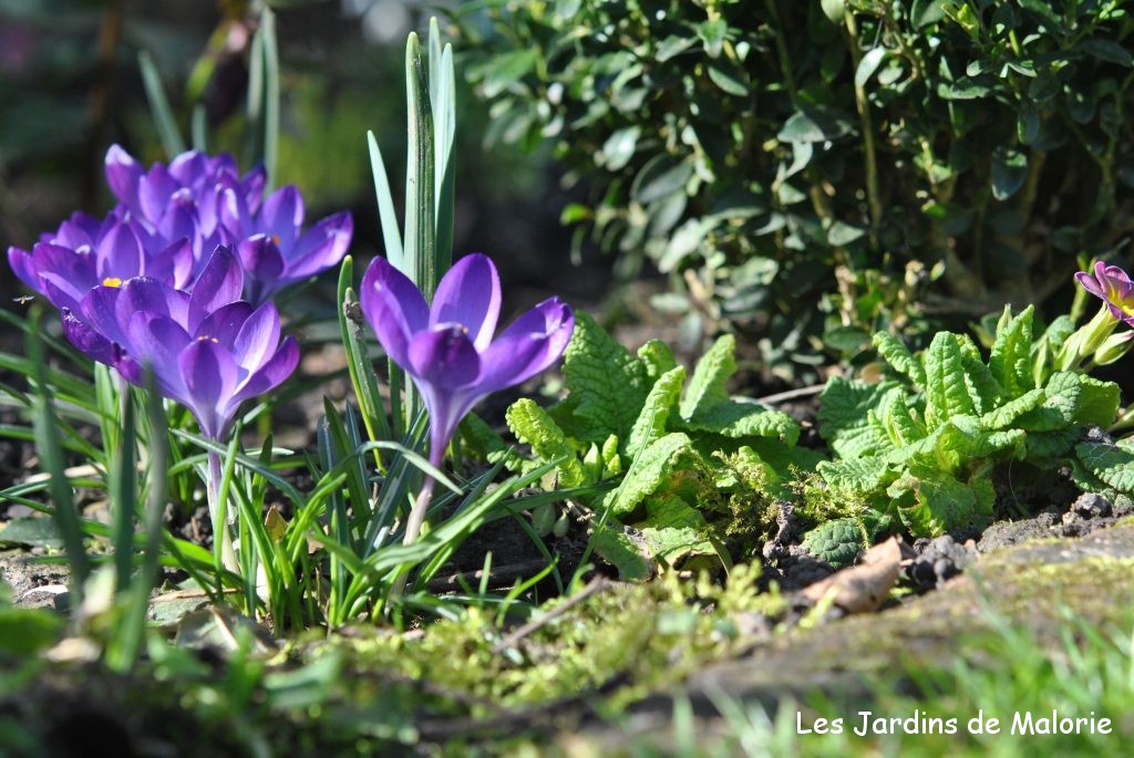 Les fleurs bleu/violet du début du printemps - Les Jardins de Malorie
