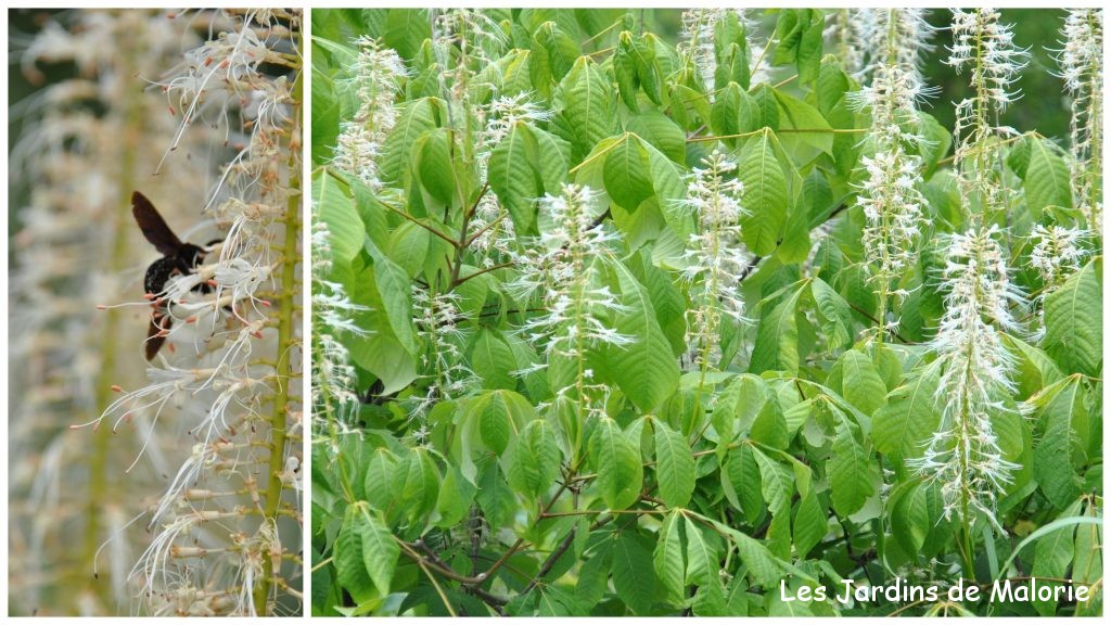 Pavier blanc ou marronnier nain (Aesculus parviflora)