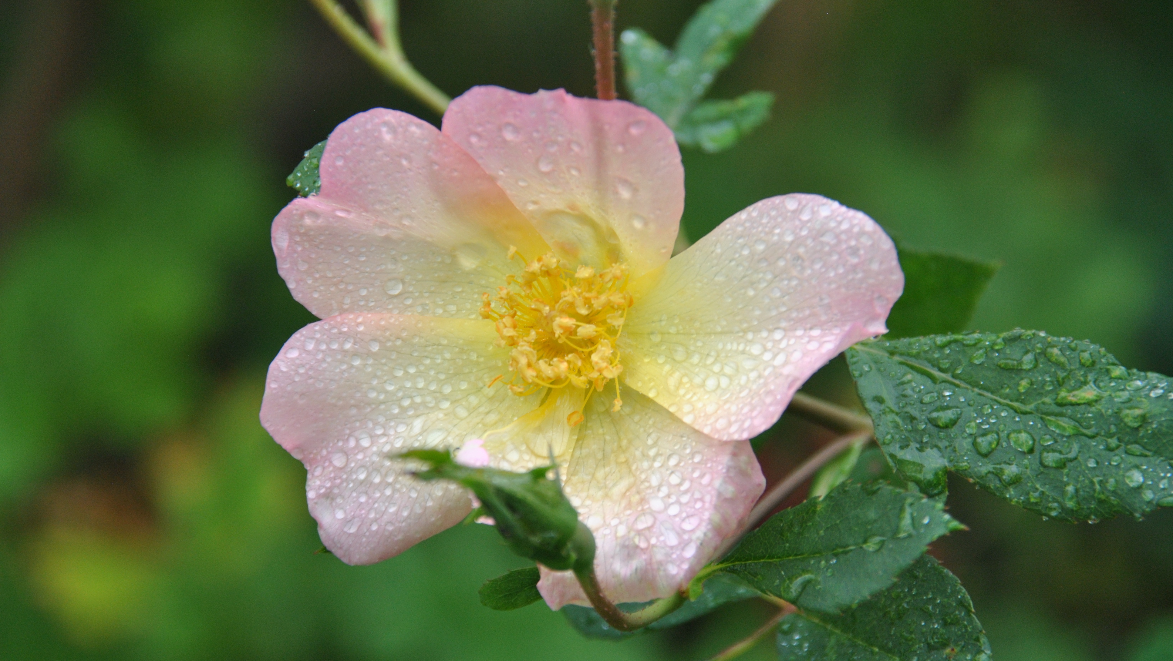 the alexandra rose Les Jardins de Malorie