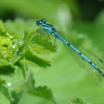 L'agrion jouvencelle, une fine demoiselle bleue