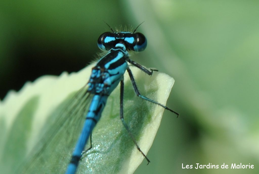 Agrion jouvencelle (Coenagrion puella), l'Agrion jouvencelle, l'Agrion fillette, l'Amélie, la Libellule Amélie
