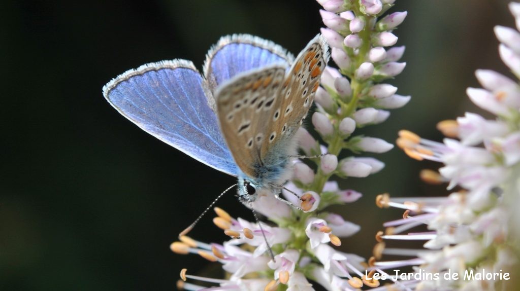 papillon Argus bleu ou Azuré commun (Polyommatus icarus) 
