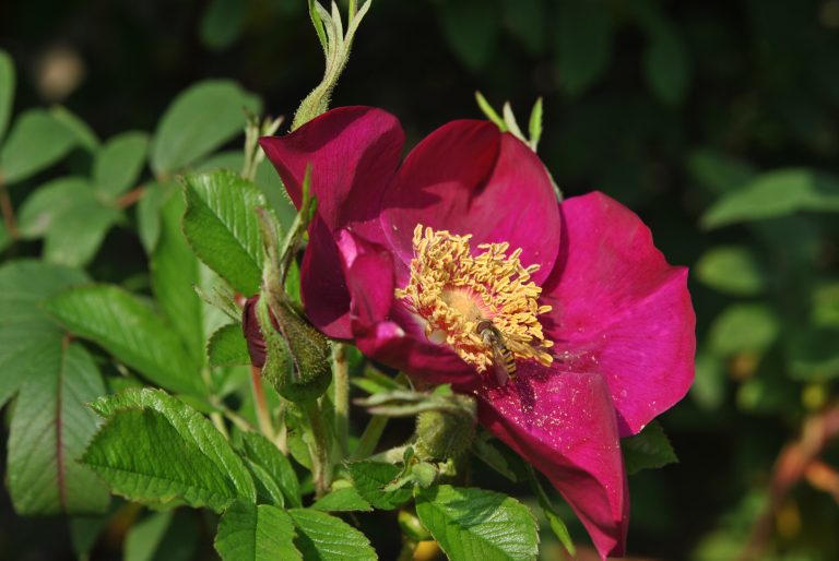 Ou Se Trouve Le Parc Rosa Rugosa