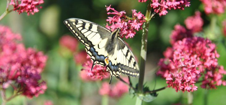 🦋 papillon: le machaon ou porte-queue