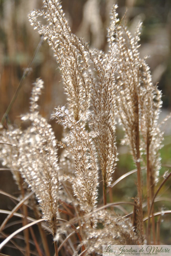 miscanthus 'Krater'