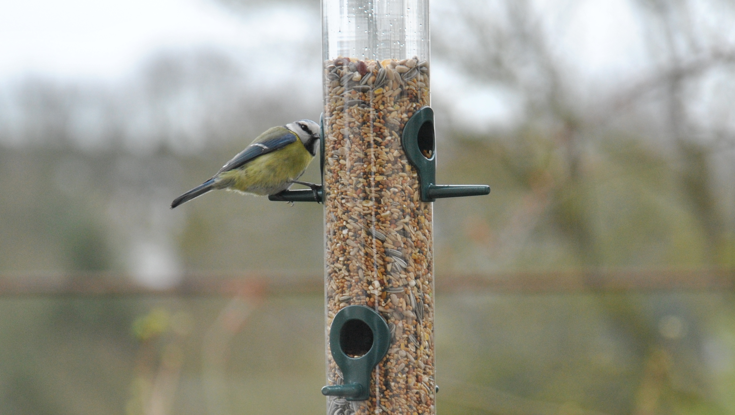 Graines de Tournesol hiver pour oiseaux de la nature 3kg - Benelux
