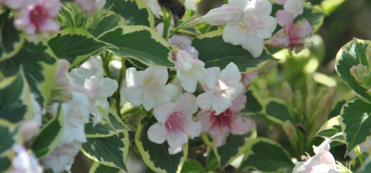 Weigelia florida variegata