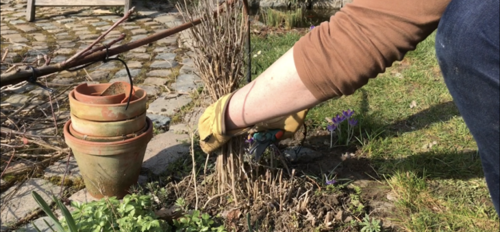 Travaux de mars: Nettoyage des vivaces sèches au jardin