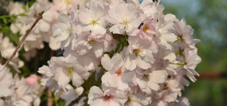 🌳 Prunus ‘Amanogawa’ : un cerisier à fleurs à port colonnaire