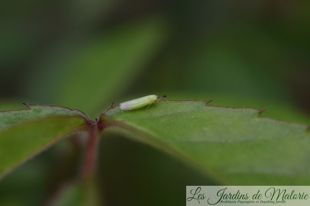 jeune cicadelle verte