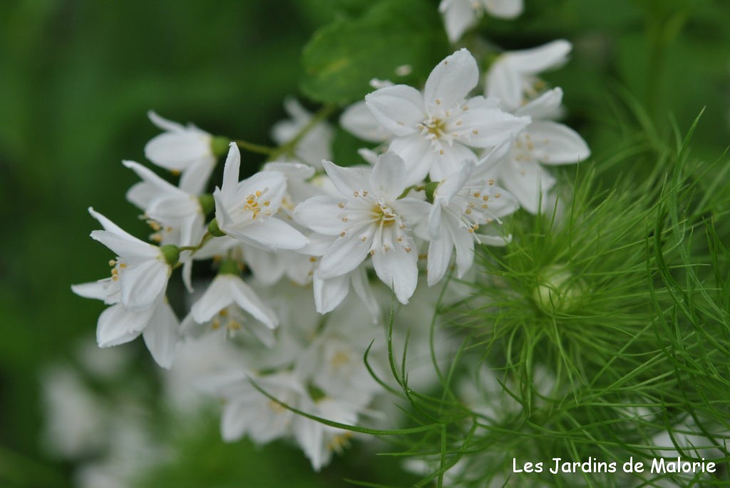 Deutzia gracilis, un bouquet d'étoiles - Les Jardins de Malorie