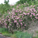 ❤ ❤ Focus sur le rosier 'Marietta Silva Tarouca'