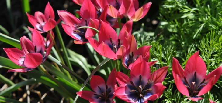 Tulipa ‘Little Beauty’