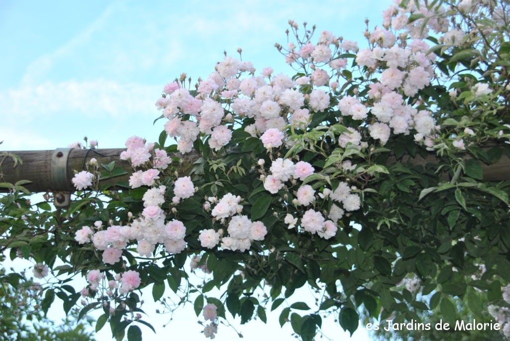 Focus sur le rosier liane 'Paul 's Himalayan Musk', un géant! - Les