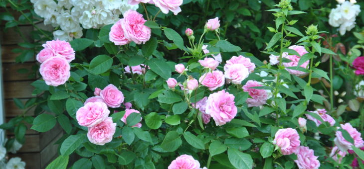 ❤ ❤ ❤  Focus sur le rosier ‘Gertrude Jekyll’