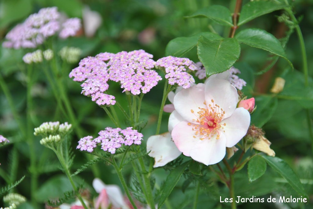 ACHILLEA millefolium Desert Eve Deep Rose - Achillée millefeuille -  Fleurir son jardin