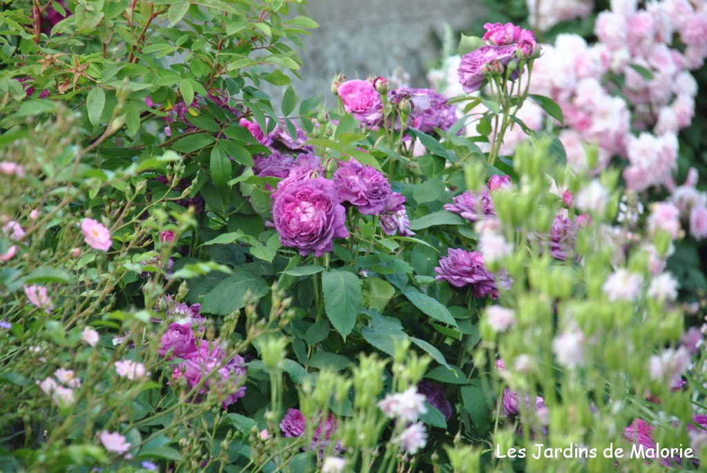 ❤ ❤ Focus sur le rosier 'Reine des Violettes' - Les Jardins de Malorie