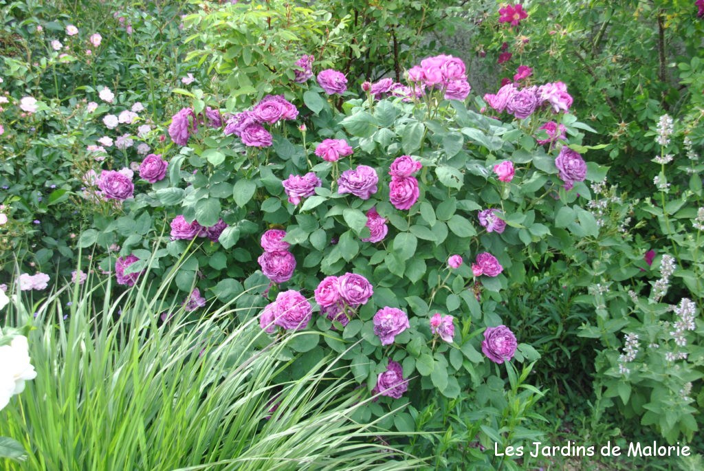 ❤ ❤ Focus sur le rosier 'Reine des Violettes' - Les Jardins de Malorie