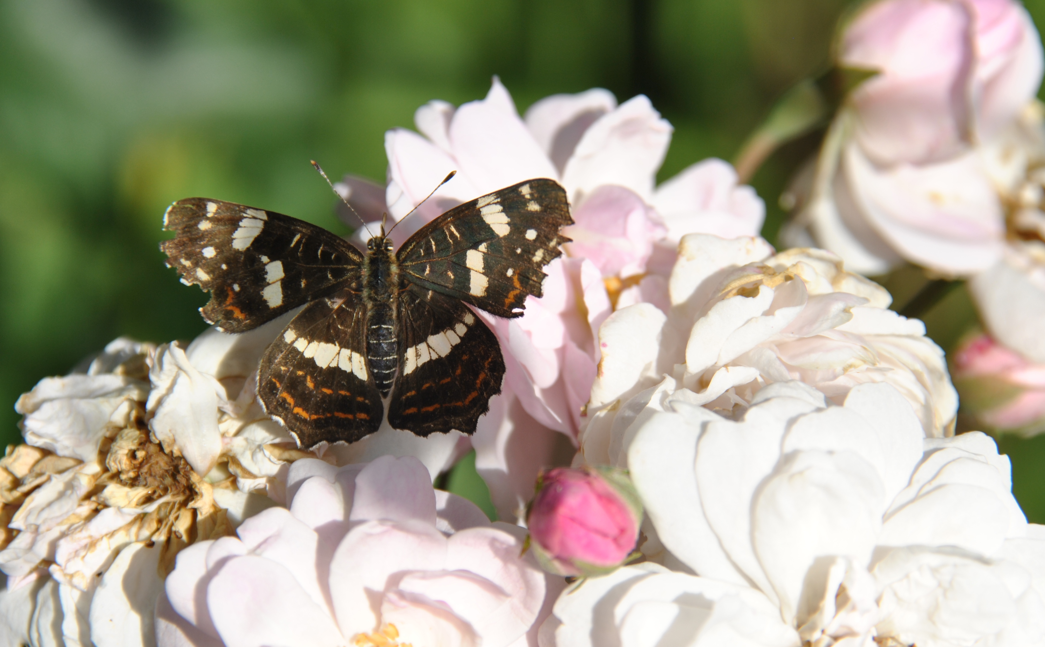 Papillon Carte Geographique Les Jardins De Malorie