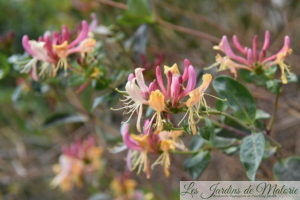 chèvrefeuille (lonicera chinensis ou sinensis)