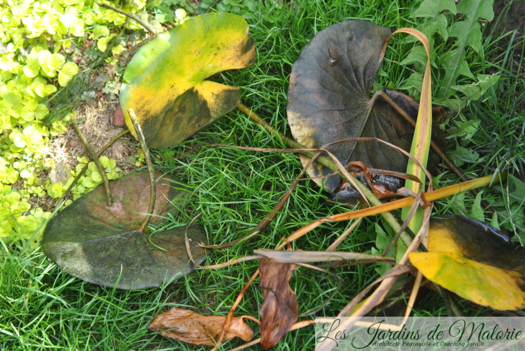 en fin de saison, enlever les feuilles fanées et abîmées des nenuphar (nymphea)
