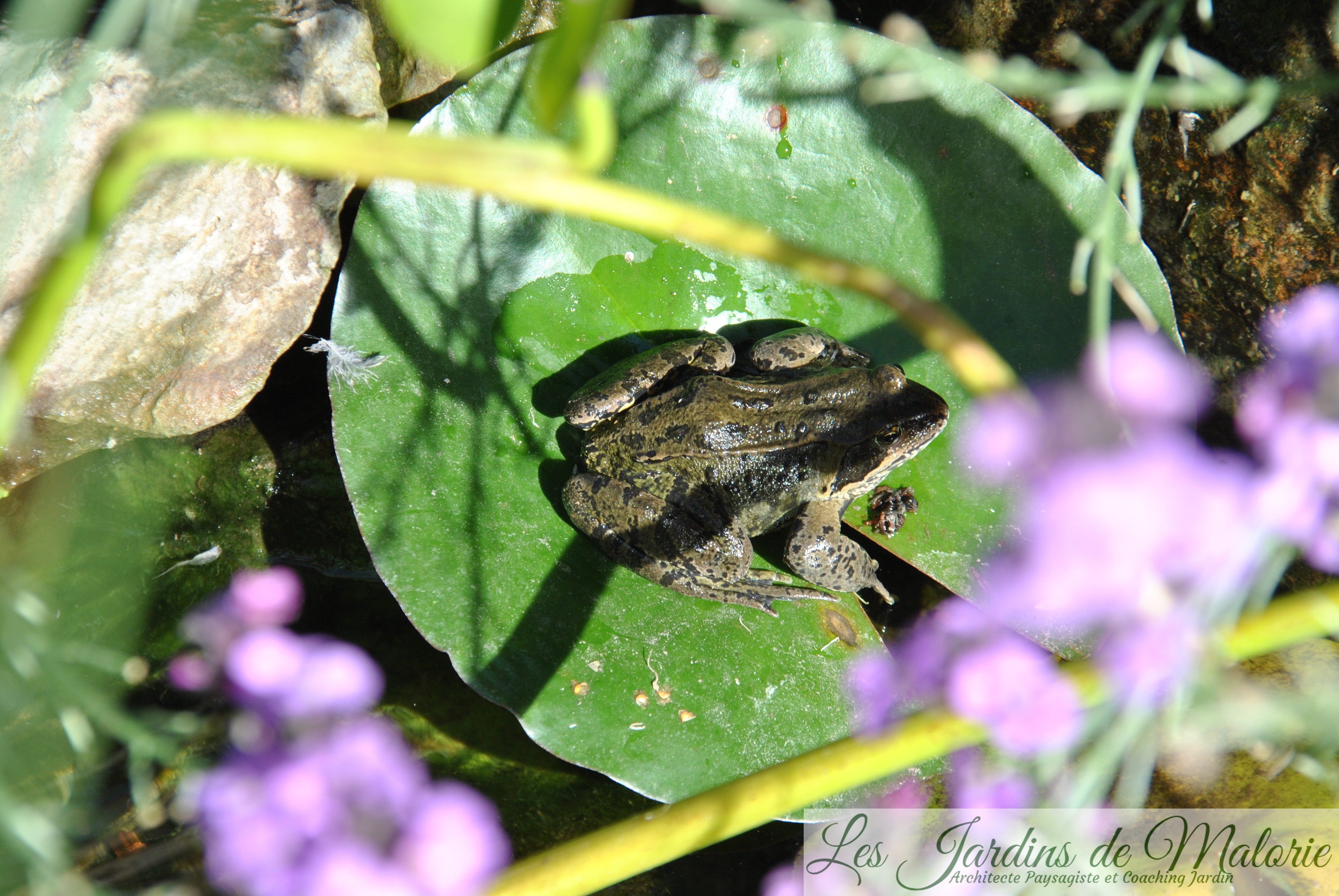 une grenouille verte dans mon bassin Les Jardins de Malorie