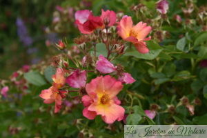 rosier 'Yann Arthus Bertrand', 'Pretty Sunrise'