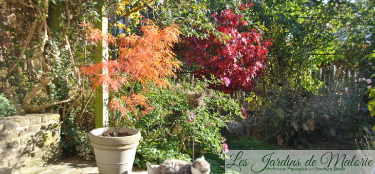 Chroniques de mon jardin: couleurs d’automne
