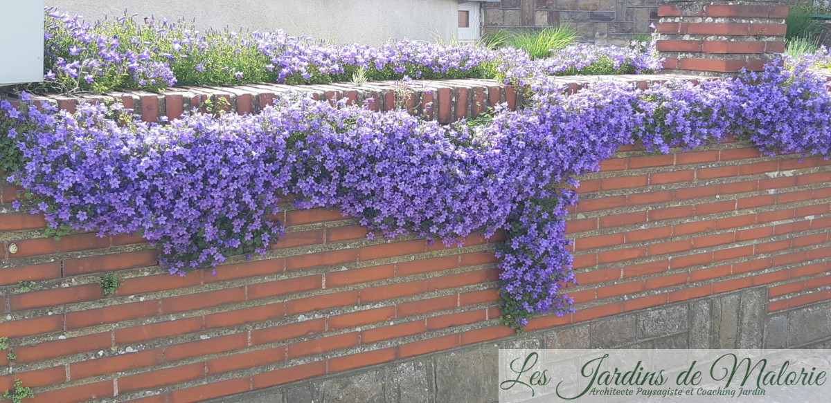 Mes indispensables les campanules des murs Les Jardins de Malorie — free download
