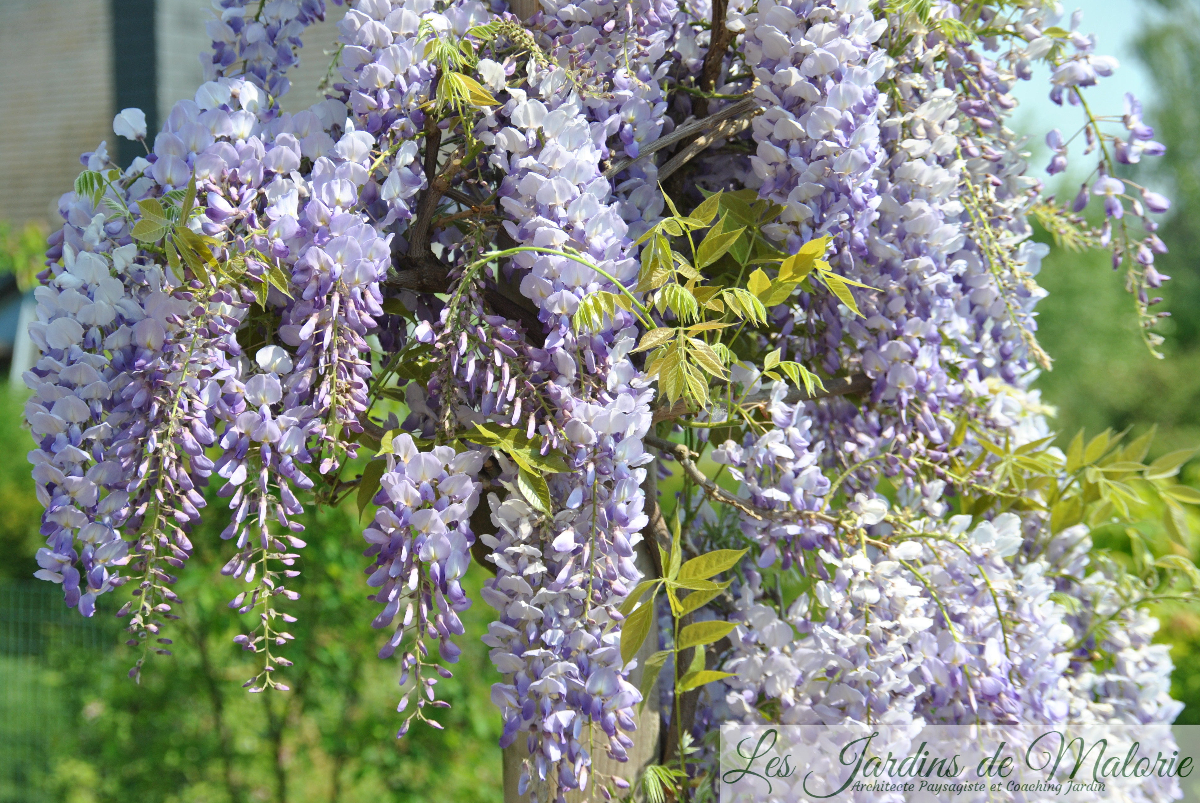 La glycine (wisteria) : plantation, taille, bouture, culture en pot