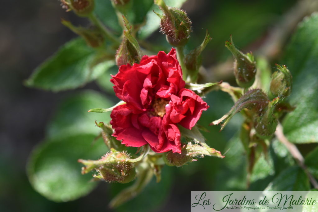 rosa rugosa 'F.J. Grootendorst'