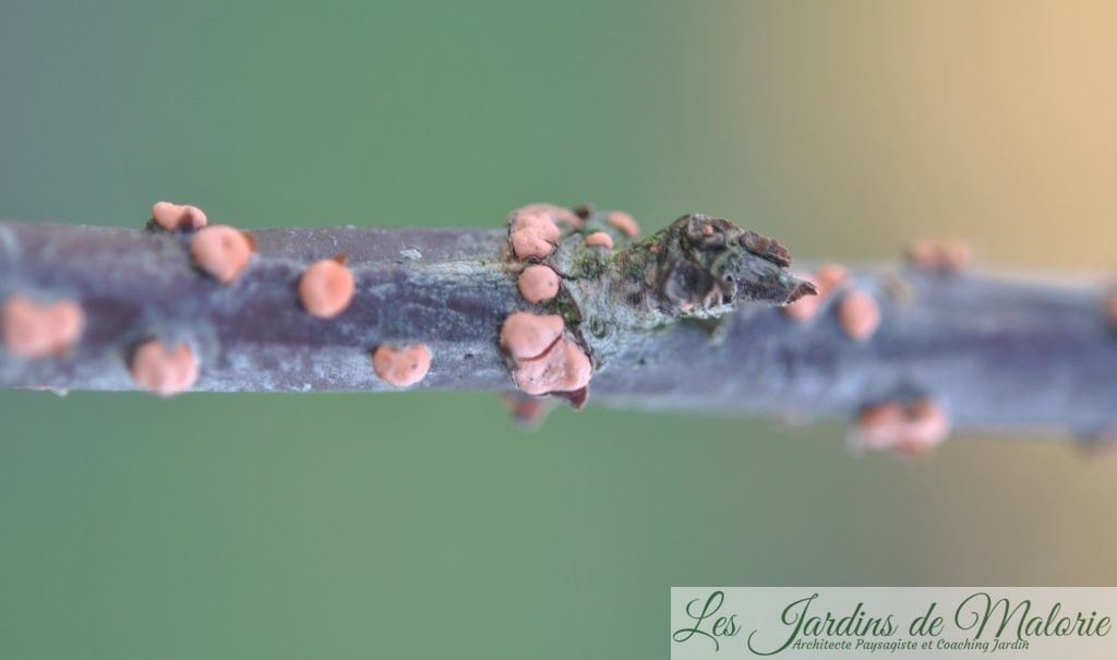 Des pustules oranges sur les branches la maladie du corail Les — free download
