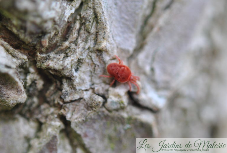 Parasites au jardin: l'acarien rouge - Les Jardins de Malorie