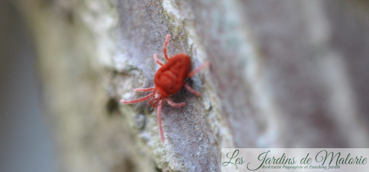 Parasites au jardin: l’araignée rouge, un acarien