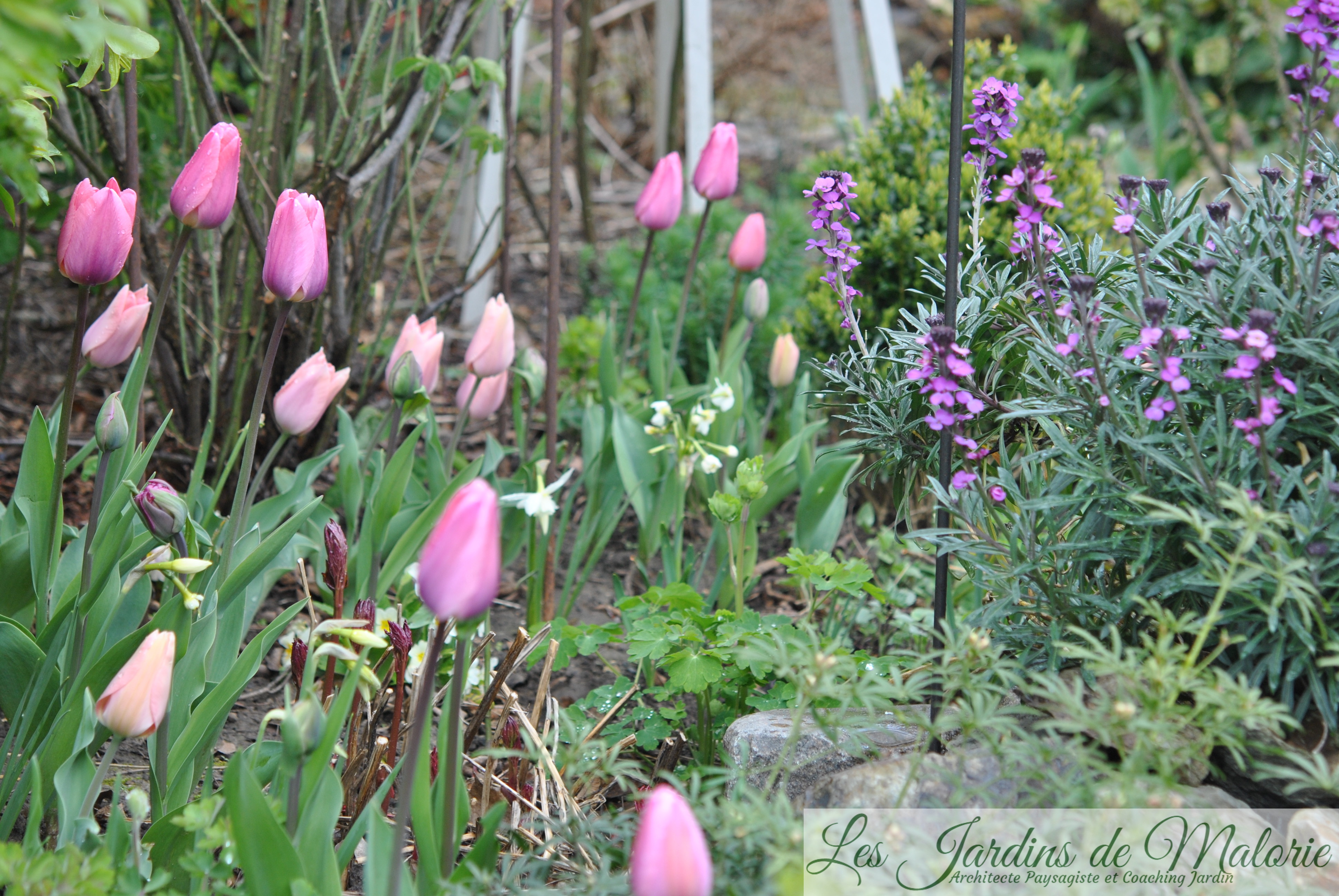 🌷 Chroniques de mon jardin: tulipes, narcisses & cie (1) - Les Jardins de  Malorie