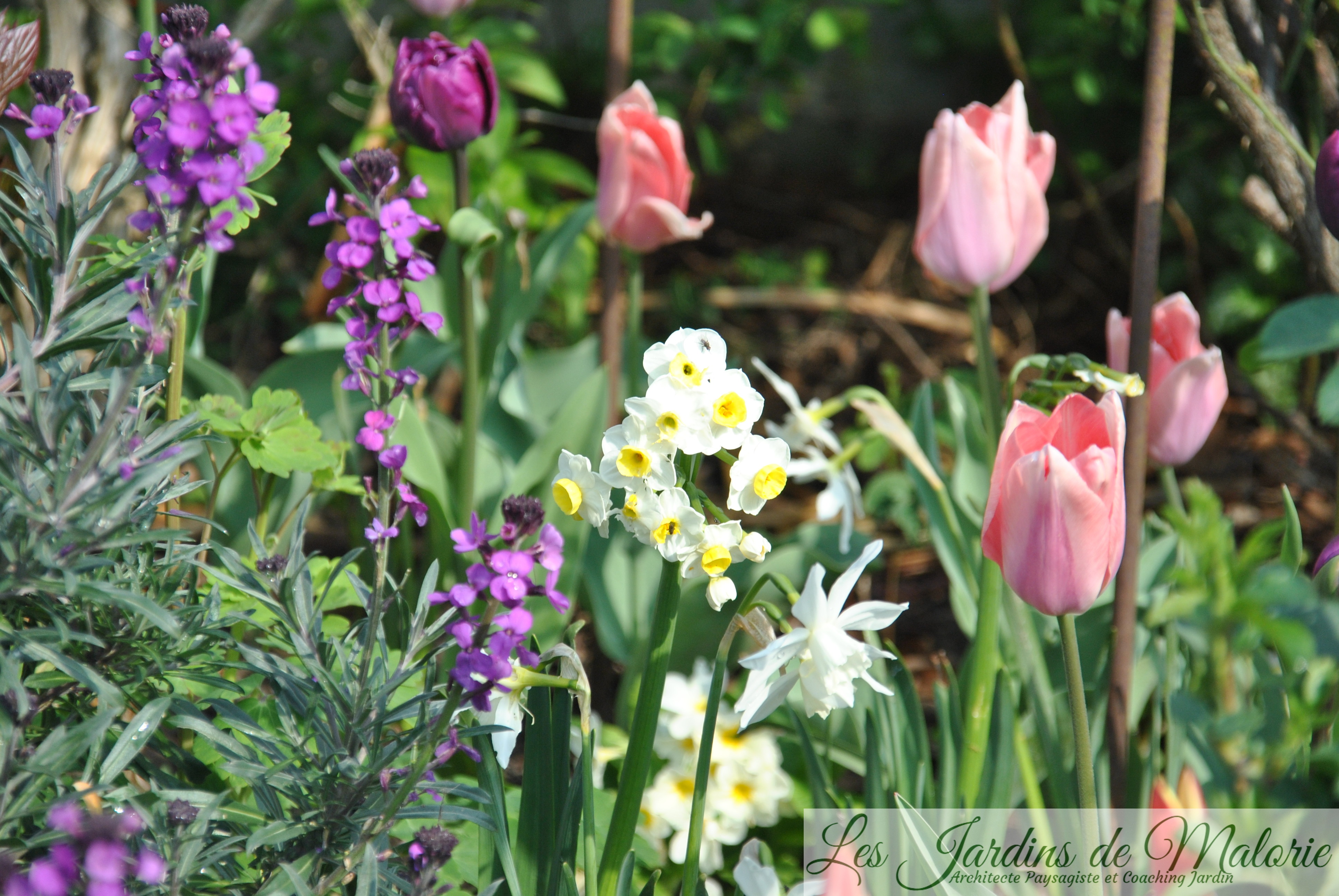 🌷 Chroniques de mon jardin : Tulipes, narcisses & Cie (2) - Les Jardins de  Malorie