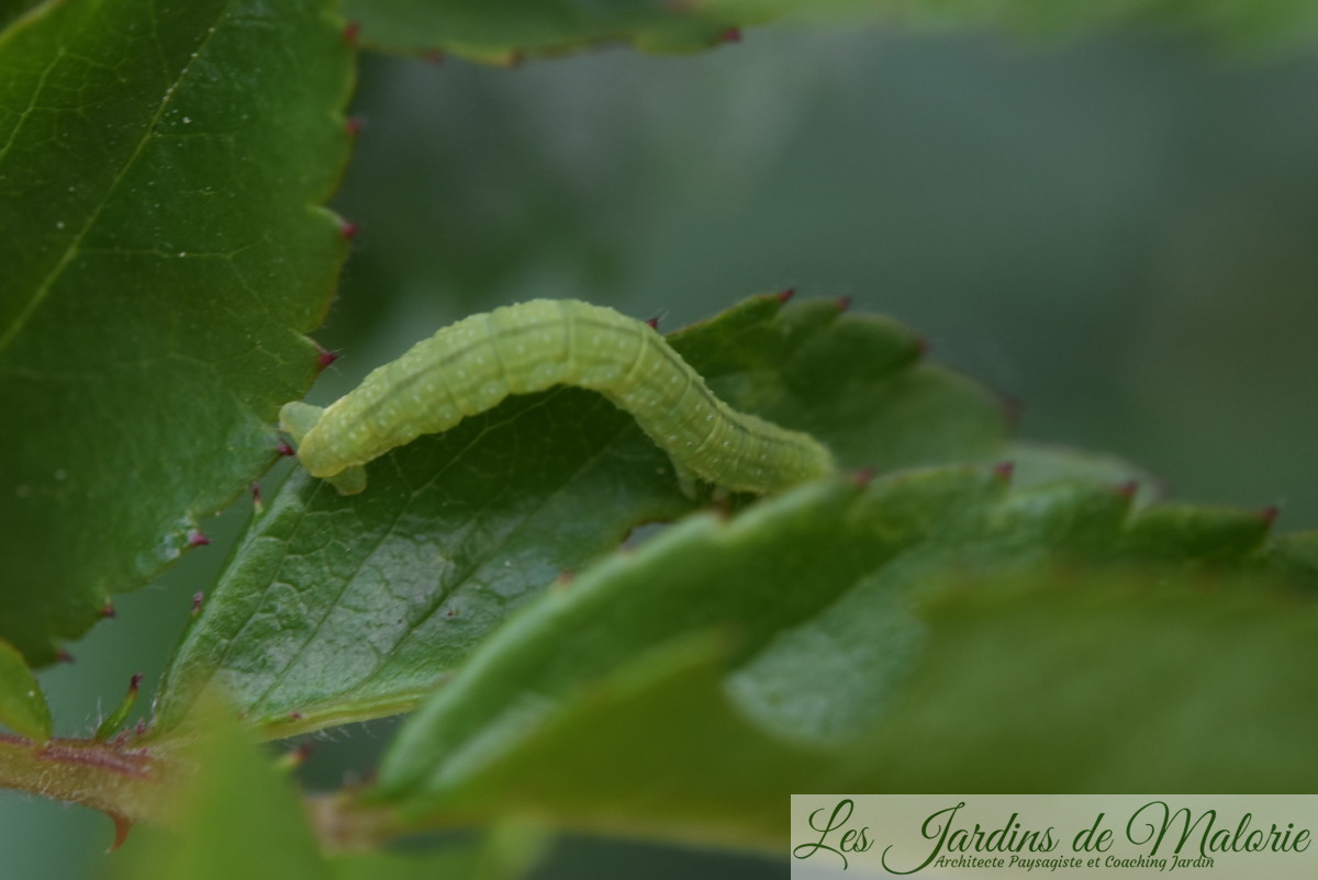 Petite chenille verte mangeuse de feuilles et de boutons de roses (Operophtera brumata). Les