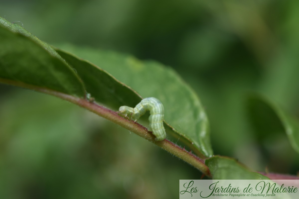 Petite chenille verte mangeuse de feuilles et de boutons de roses — free download