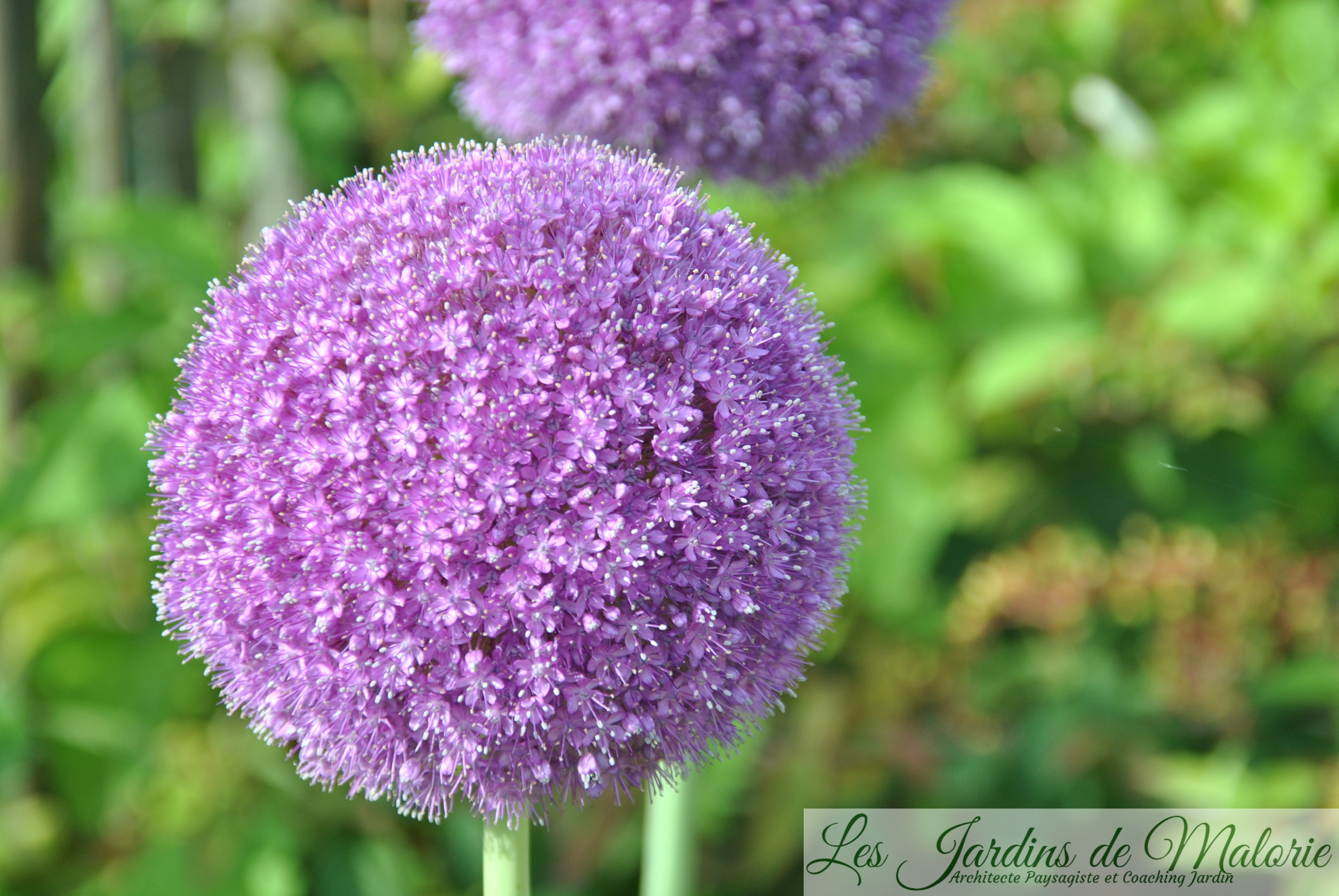 Ail, ail, ail, Allium! L'ail d'ornement - Les Jardins de Malorie