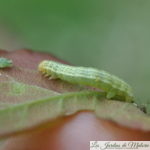 🐛 Petite chenille verte mangeuse de feuilles