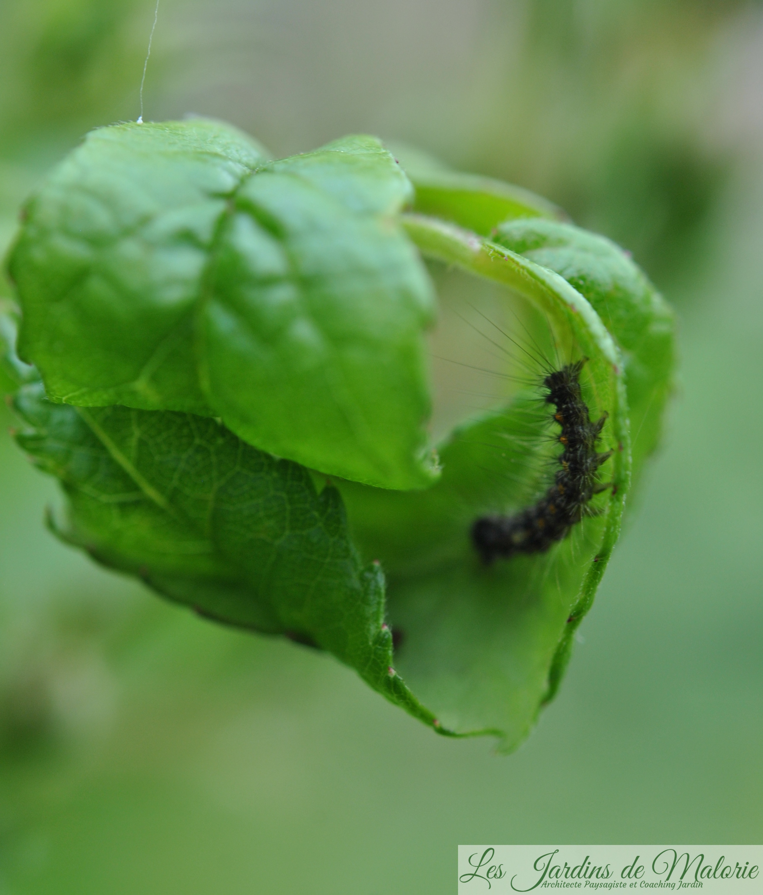 insecte mini chenille Les Jardins de Malorie — free download