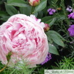 Chroniques de mon jardin: mes roses vous attendent!