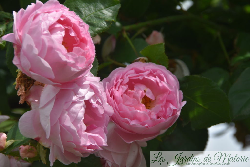 rosier 'Constance Spry'