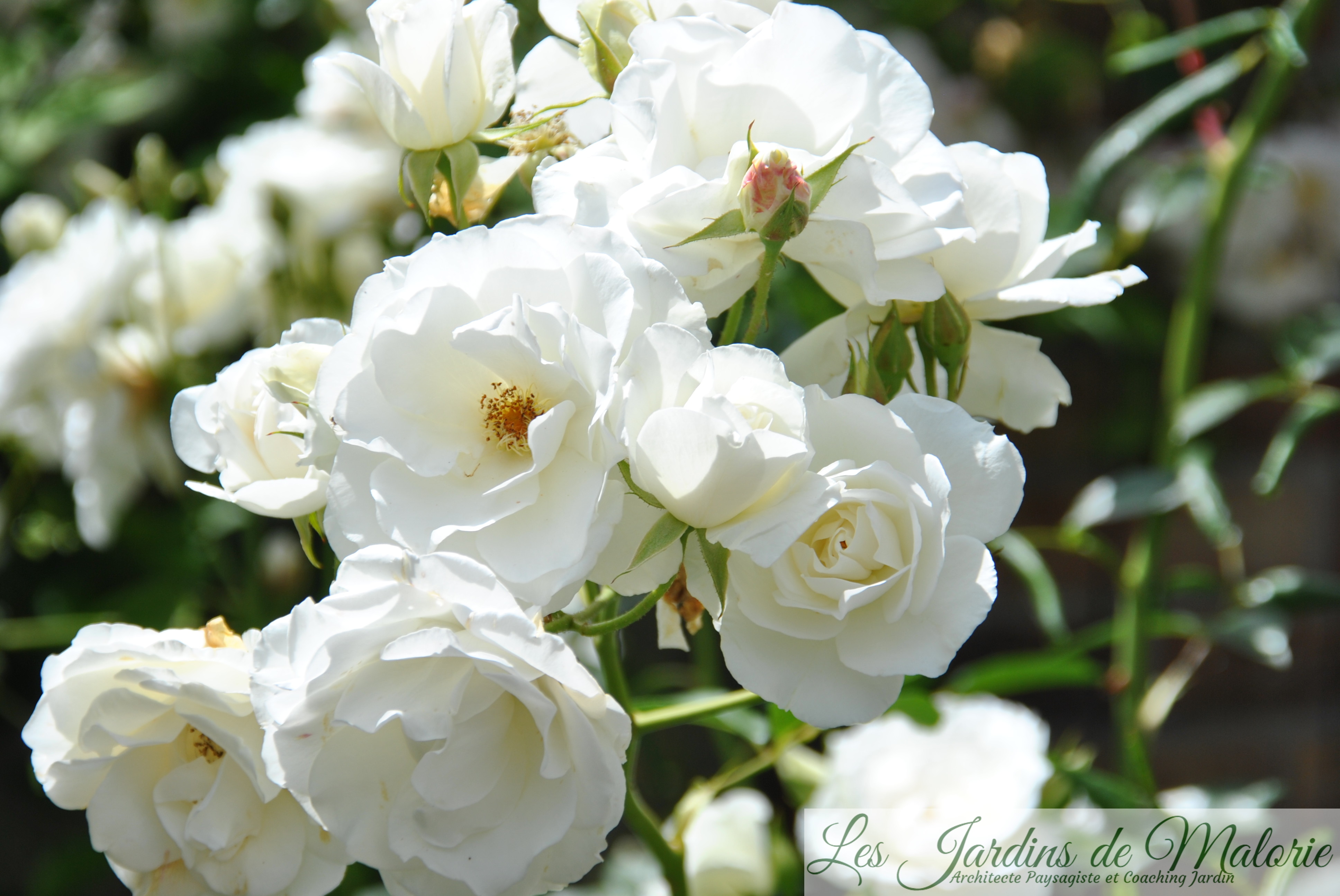 rosier 'Iceberg' - Les Jardins de Malorie