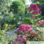 Chroniques de mon jardin: Beautés de juillet